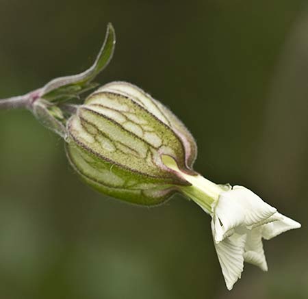 Silene latifolia