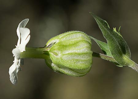 Silene latifolia