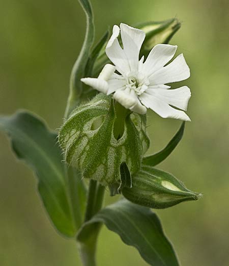 Silene latifolia