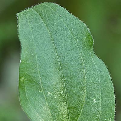 Hoja de la Silene latifolia