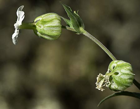 Silene latifolia