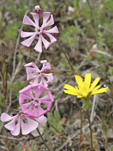 Flores de silene colorata (Silene colorata)