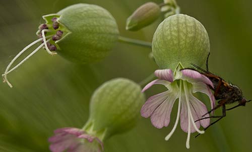Flores de la colleja (Silene vulgaris)