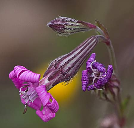 Silene colorata