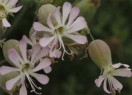 Cápsulas de collejas (Silene vulgaris)