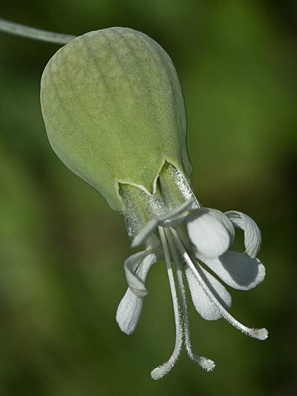 Cápsulas de collejas (Silene vulgaris)