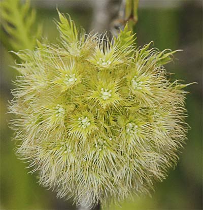 Umbela del comino silvestre