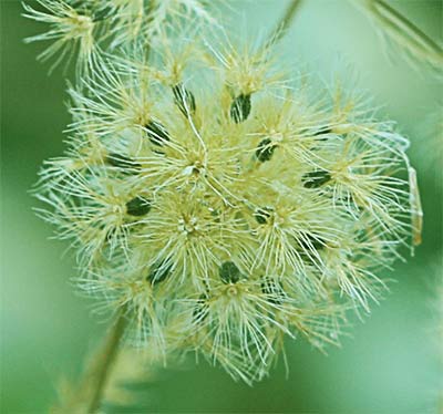 Umbela ya seca del comino silvestre
