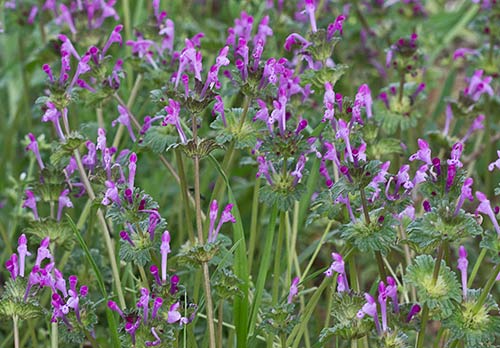 Zapatitos o conejitos (Lamium amplexicaule)