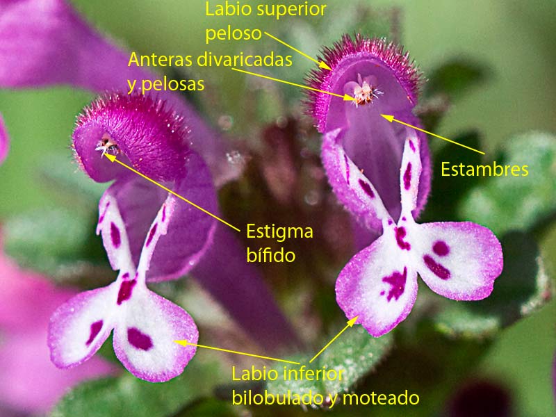 Lamium amplexicaule, conejitos