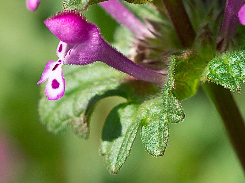 Lamium amplexicaule, conejitos
