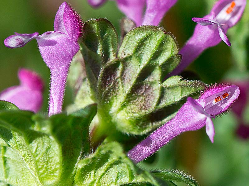 Lamium amplexicaule, conejitos