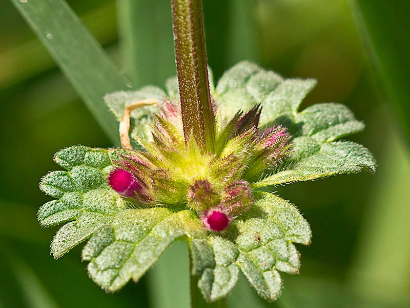 Lamium amplexicaule, conejitos