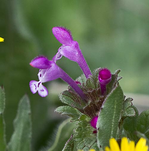 Lamium amplexicaule, conejitos