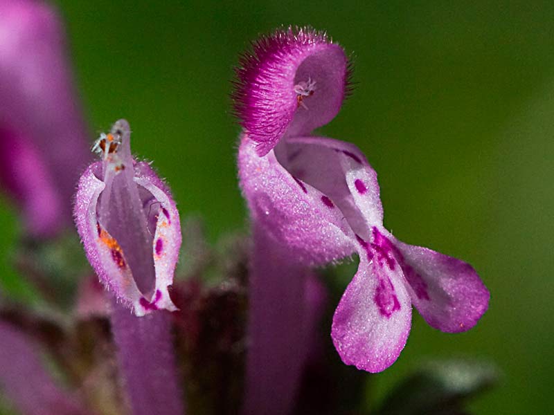 Lamium amplexicaule, conejitos