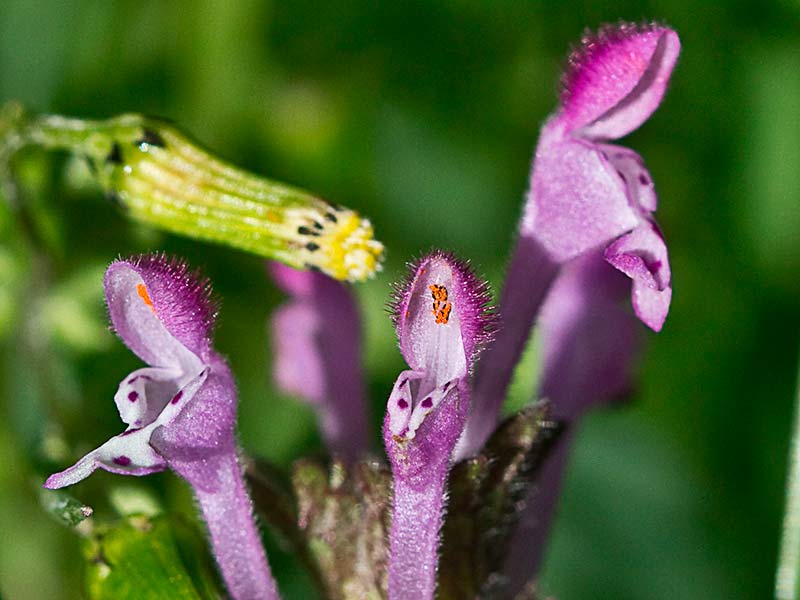 Lamium amplexicaule, conejitos