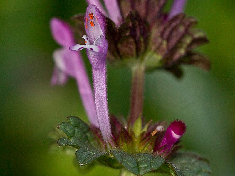 Lamium amplexicaule, conejitos