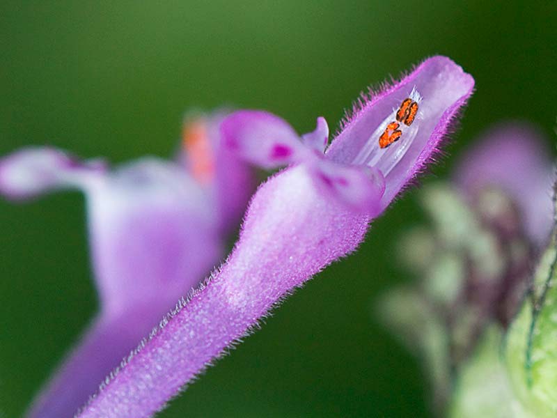 Lamium amplexicaule, conejitos