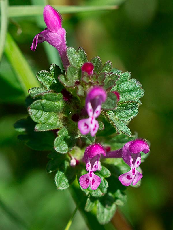 Lamium amplexicaule, conejitos