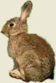 Conejo