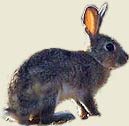 Conejo 2