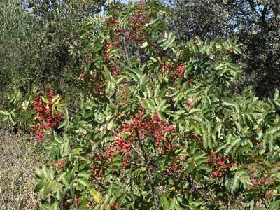 Cornicabra