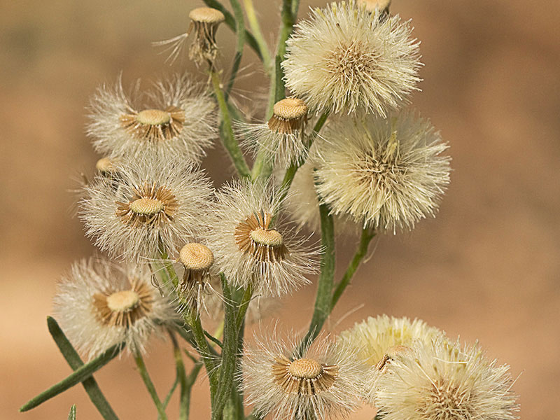 Coniza bonariensis