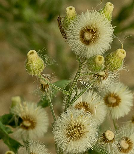 Coniza bonariensis