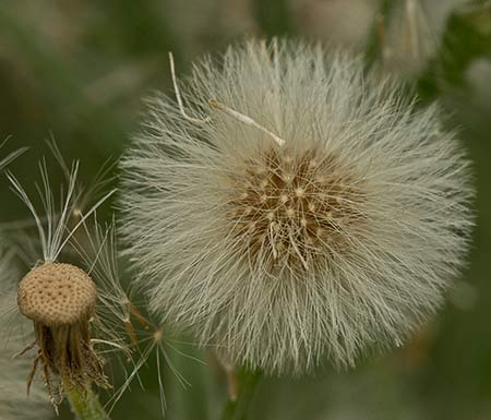 Vilano de coniza bonariensis (Conyza bonariensis)