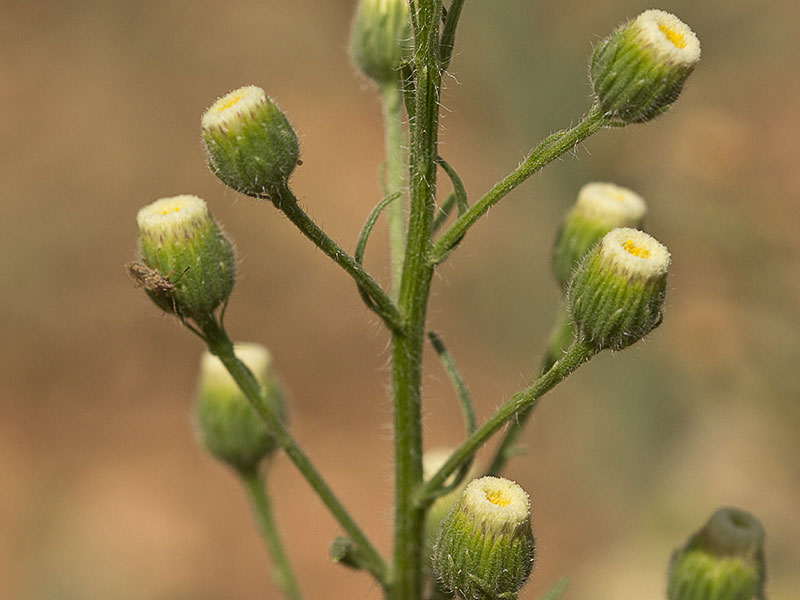 Mata de coniza bonariensis