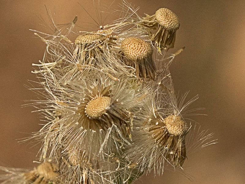 Coniza bonariensis