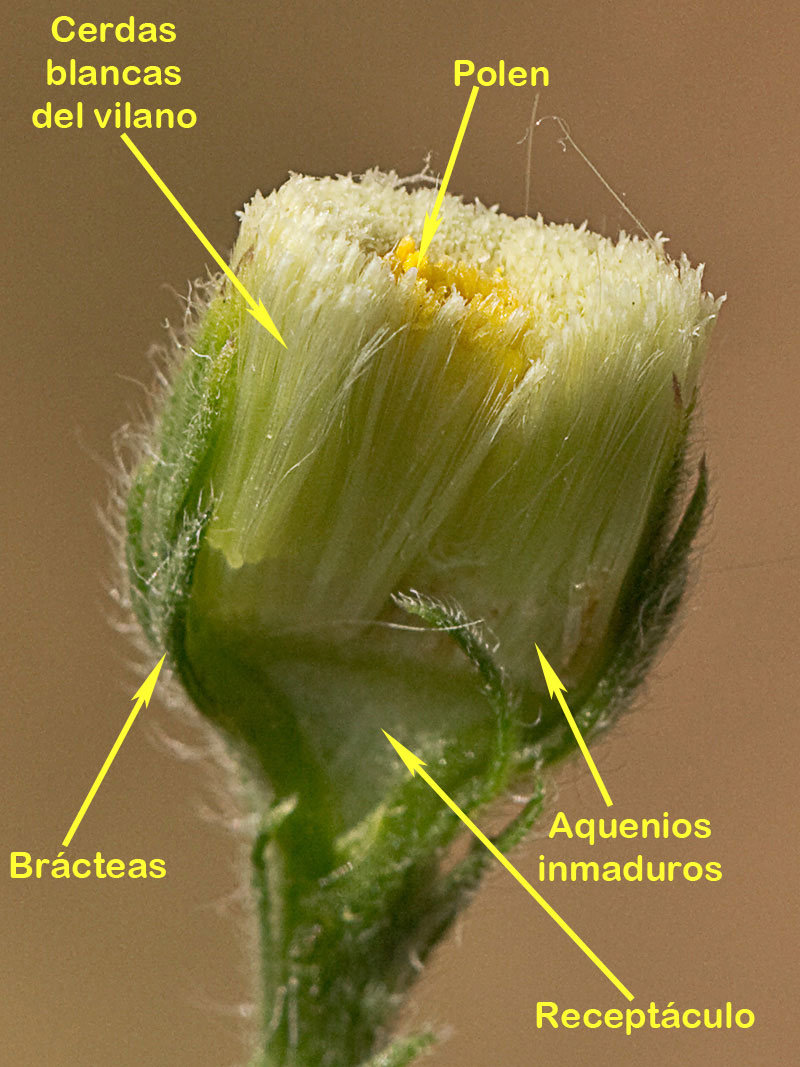 Coniza bonariensis