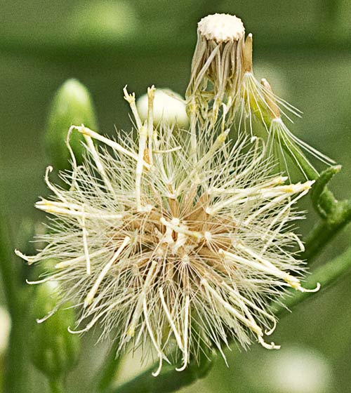 Coniza o erígero canadiense (Conyza canadensis)
