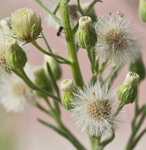Coniza candiense (conyza canadensis)
