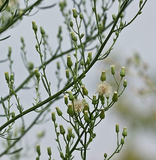 Coniza o erígero canadiense (Conyza canadensis)