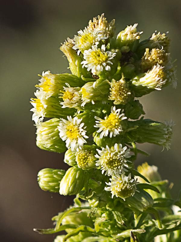 Coniza o erígero canadiense (Conyza canadensis)