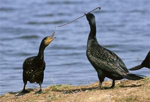 Cormoranes