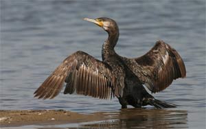 Cormorán