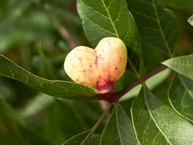 Cornicabra o terebinto (Pistacia terebinthus), agalla acorazonada 
