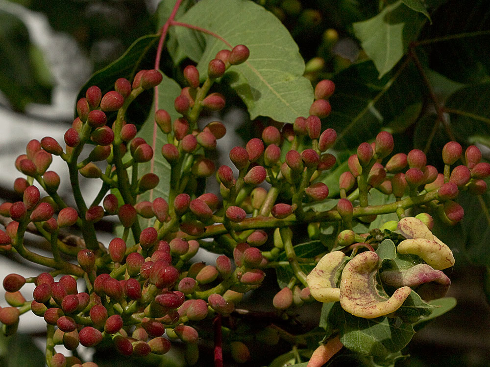 Cornicabra o terebinto (Pistacia terebinthus)