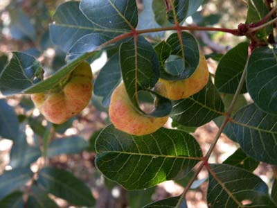 Agallas de cornicabra
