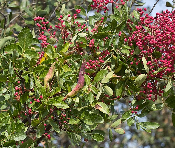 Cornicabra o terebinto (Pistacia terebinthus)