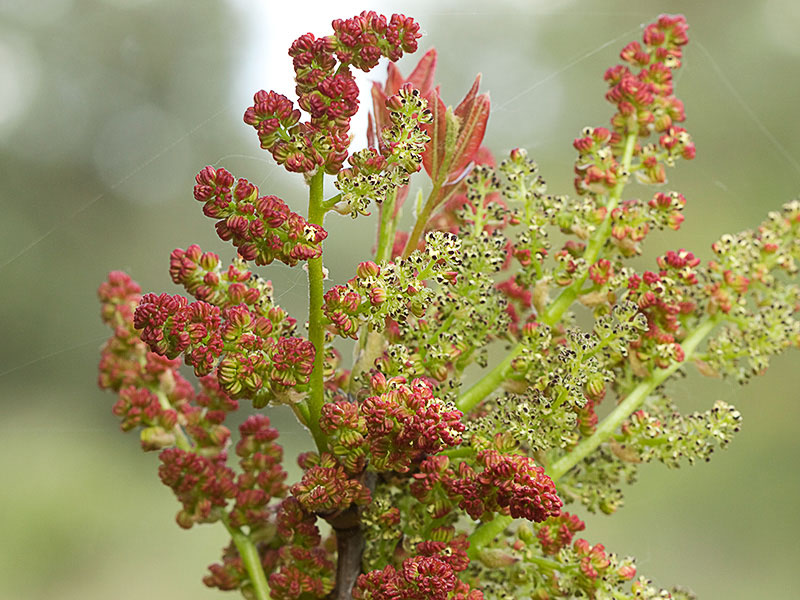 Cornicabra o terebinto (Pistacia terebinthus)