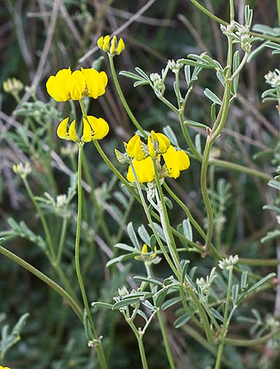  coronilla juncacea