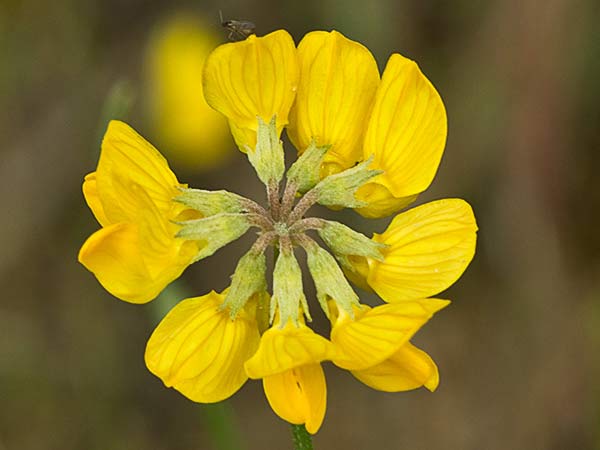 Inflorescencia de la coronilla juncácea