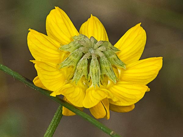 Inflorescencia de la coronilla juncácea