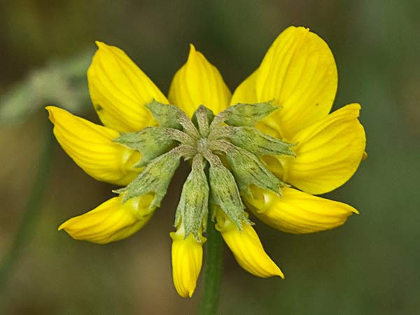 Inflorescencia de la coronilla juncácea