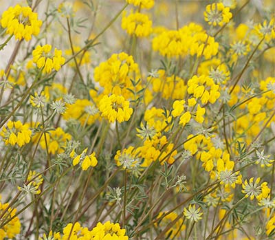 Mata de coronilla juncácea