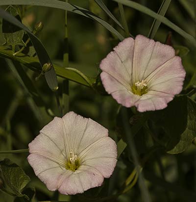 Flor rosácea de lacorrehuela menor (Convolvulus arvensis)