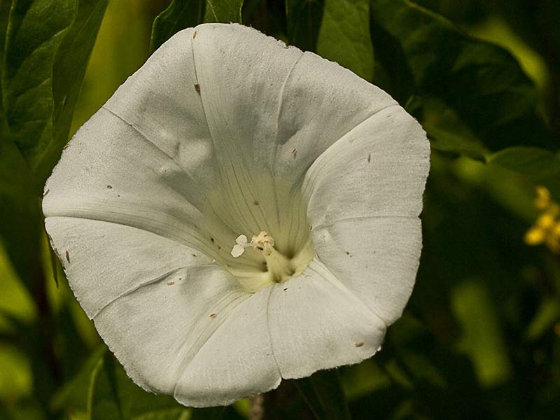 Correhuela mayor (Calystegia sepium)